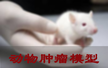 小鼠肿瘤模型 小鼠肿瘤模型