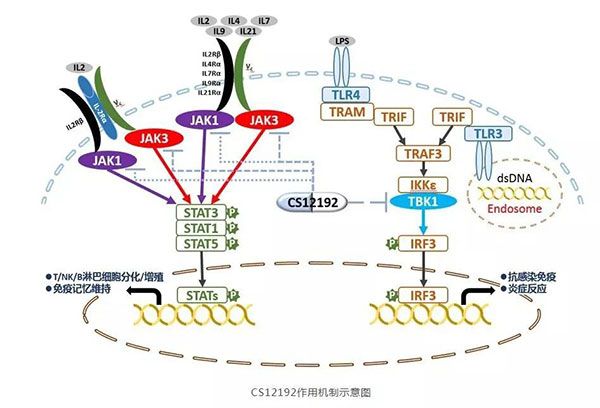 CS12192作用机制示意图 CS12192作用机制示意图