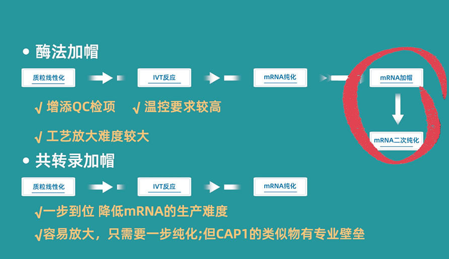 酶法加帽(两步法)和共转录加帽(一步法)的方式对比