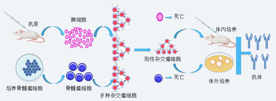 世界杯官网抗体开发技术
