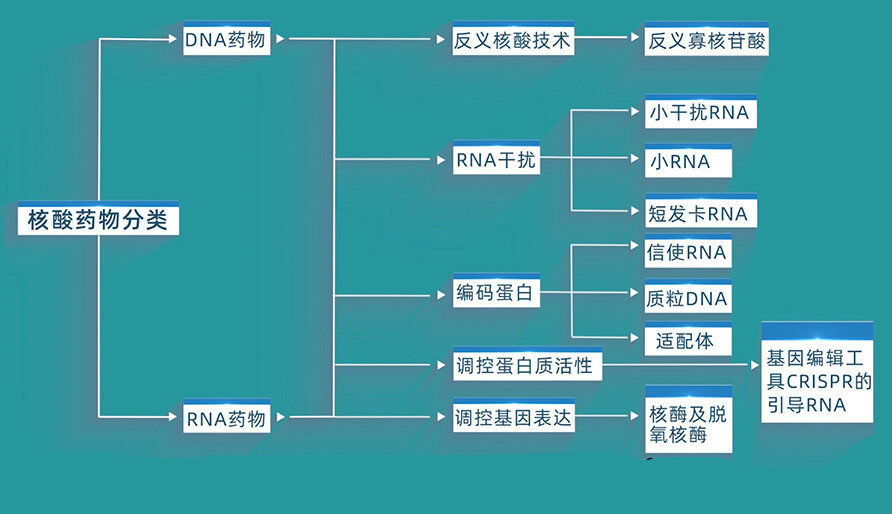 核酸药物的分类有哪些?