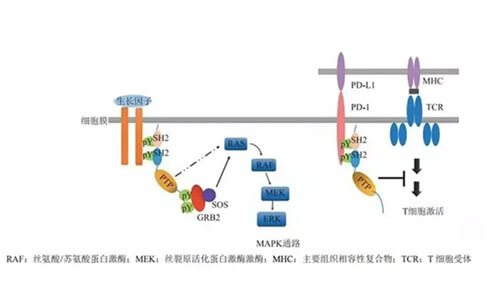 世界杯官网助力凌达生物SHP2变构抑制剂RG001片获批临床.jpg 世界杯官网助力凌达生物SHP2变构抑制剂RG001片获批临床.jpg