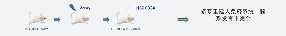 CD34+-HSC-人源化肿瘤移植模型造模方法.jpg CD34+-HSC-人源化肿瘤移植模型造模方法.jpg