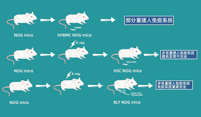 评价肿瘤药物的动物药效模型,你选对了吗.jpg 评价肿瘤药物的动物药效模型,你选对了吗.jpg