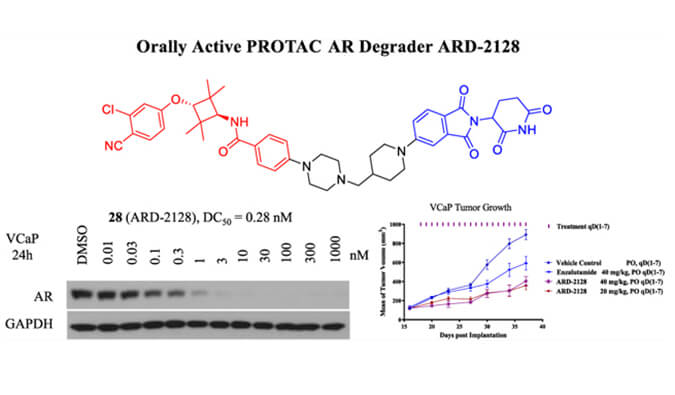 ARD-2128是一种PROTAC AR降解剂，具有出色的血浆和微粒体稳定性，本研究中体外稳定性和PK研究通过世界杯官网进行