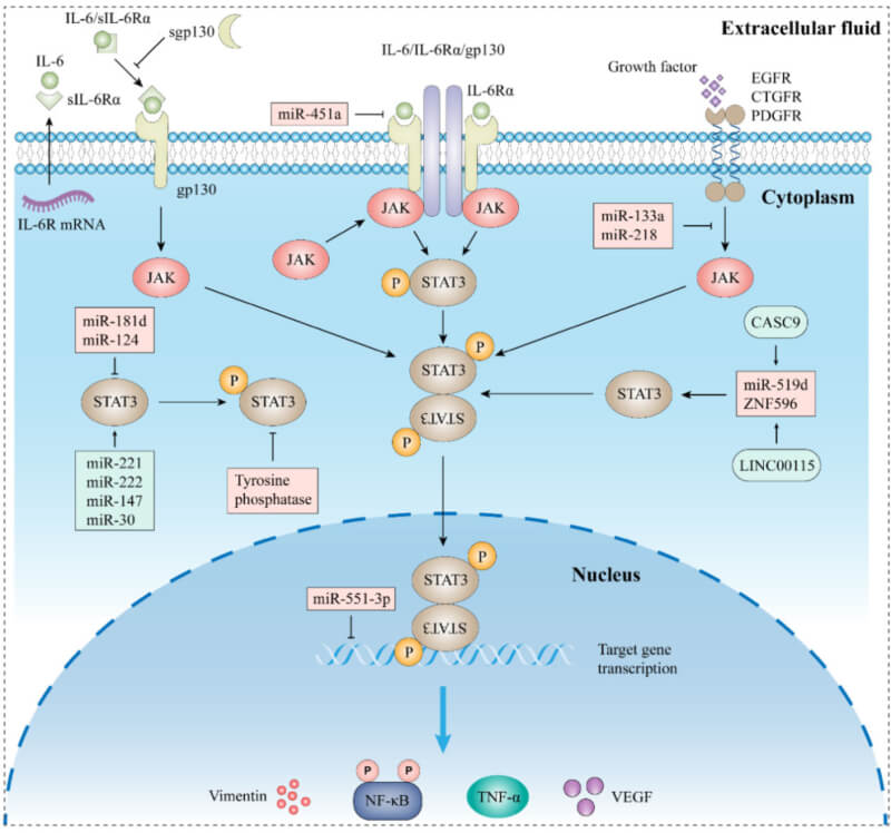 STAT3_IL-6 JAK STAT3 signaling pathway.jpg STAT3_IL-6 JAK STAT3 signaling pathway.jpg