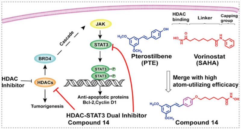 STAT3_HDAC-BRD4-LIFR-JAK-STAT3 signal cascade.jpg STAT3_HDAC-BRD4-LIFR-JAK-STAT3 signal cascade.jpg