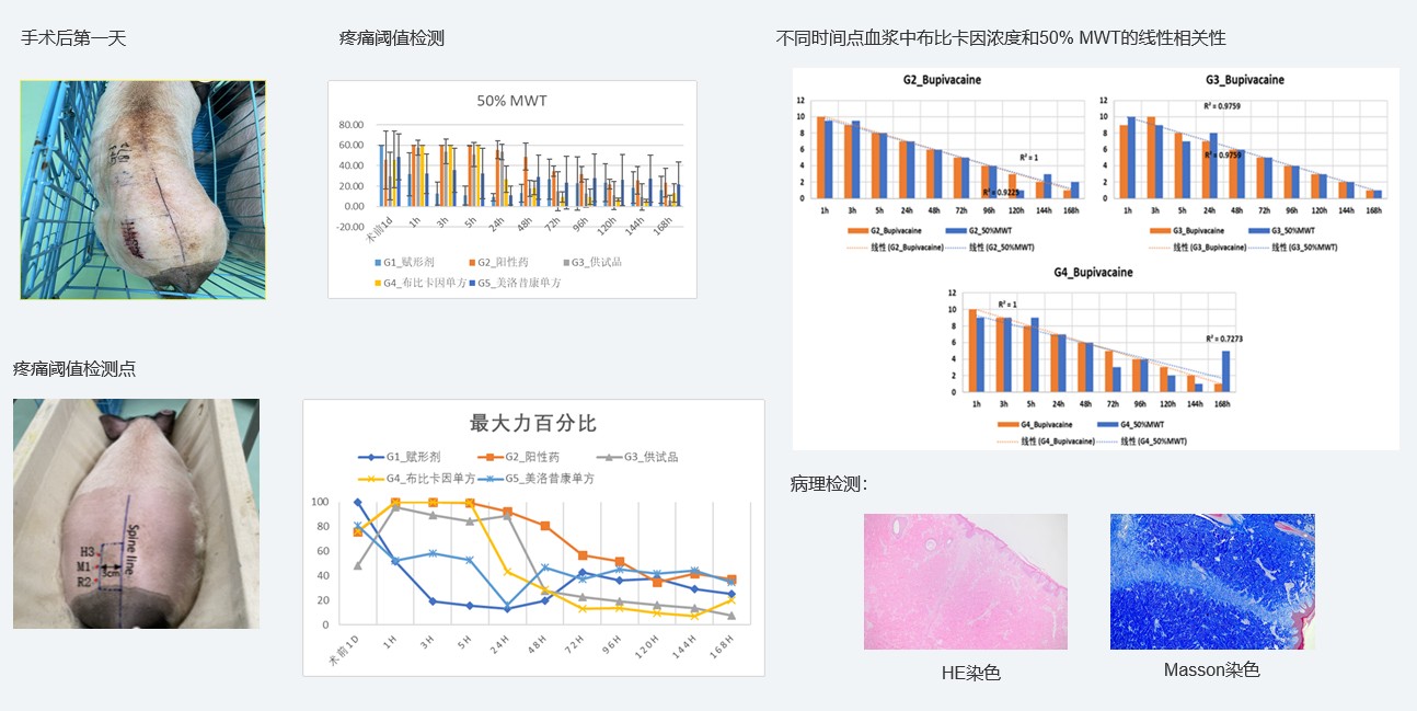 案例1:复方制剂对巴马小型猪术后急性疼痛模型的镇痛试验.jpg 案例1:复方制剂对巴马小型猪术后急性疼痛模型的镇痛试验.jpg