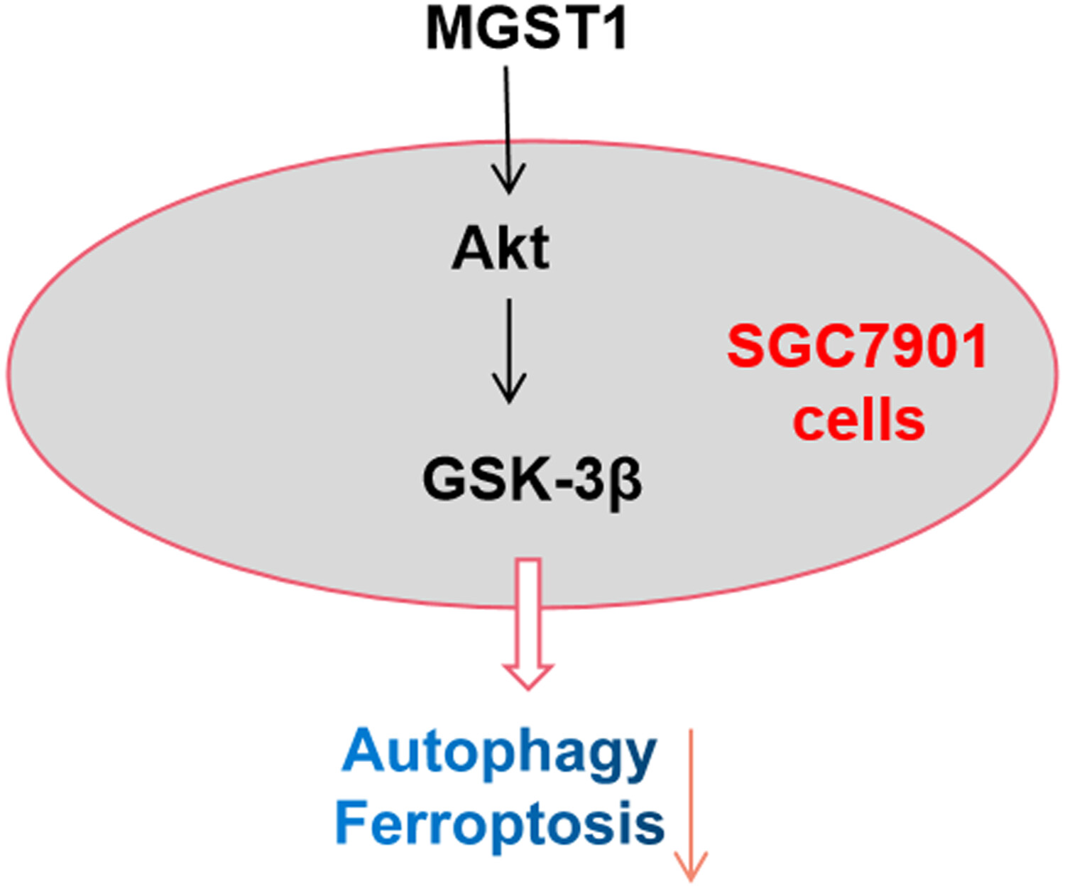 MGST1过表达通过激活Akt/GSK-3β信号通路诱导胃癌细胞增殖，本研究中MGST1过表达等体外实验通过世界杯官网进行