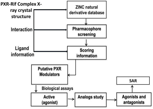 靶向PXR：天然产物衍生物调控药物代谢新策略！本研究中蛋白表达与纯化通过世界杯官网进行